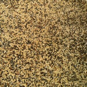 Mixtura Jilguero a Granel 1 kg para Pájaros